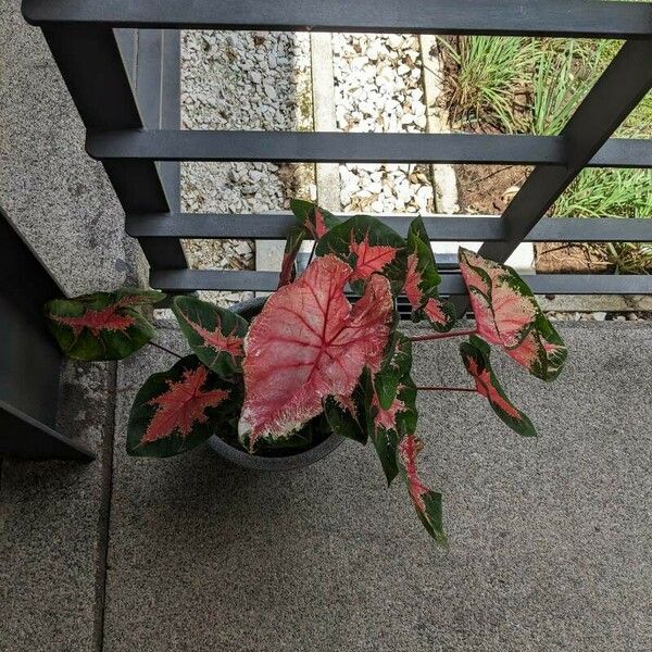 Caladium bicolor Feuille