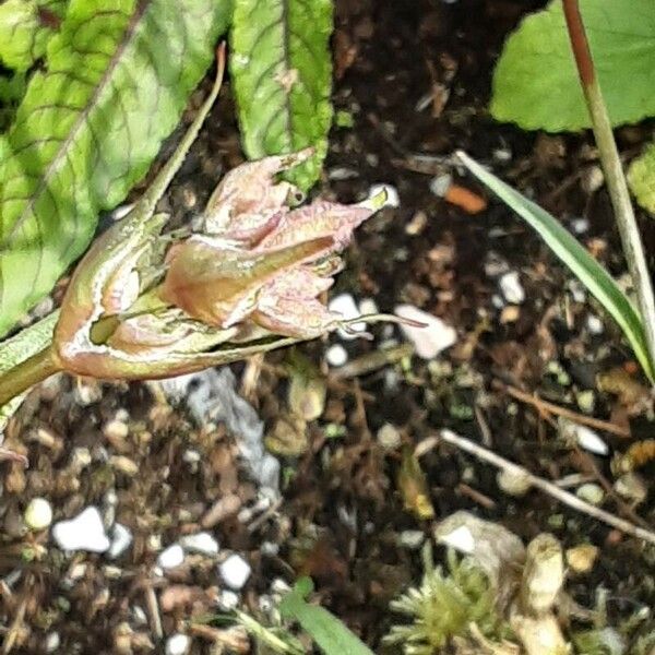 Viscaria vulgaris Flower