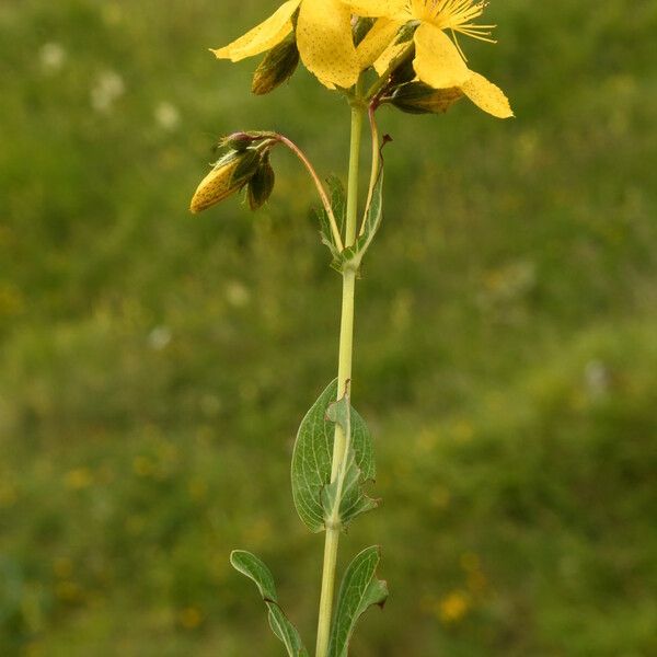 Hypericum richeri Habit