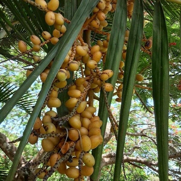 Trachycarpus fortunei Frucht