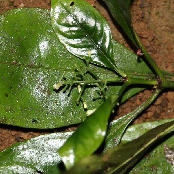 Psychotria champluvierae Blomst