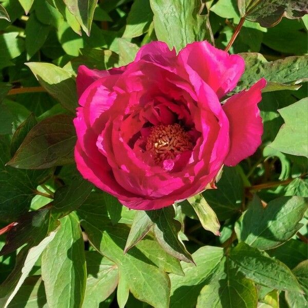 Paeonia × suffruticosa Flower