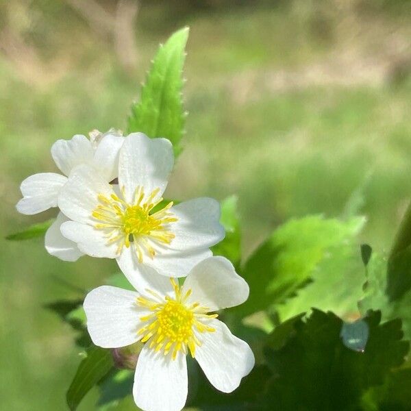 Ranunculus aconitifolius ᱵᱟᱦᱟ