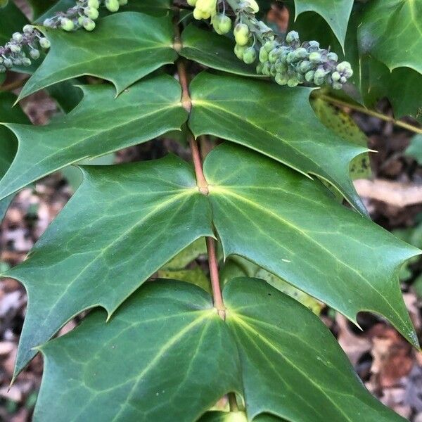 Mahonia bealei Leaf