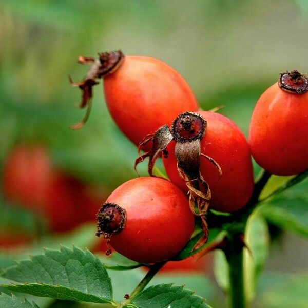 Rosa canina ᱮᱴᱟᱜ