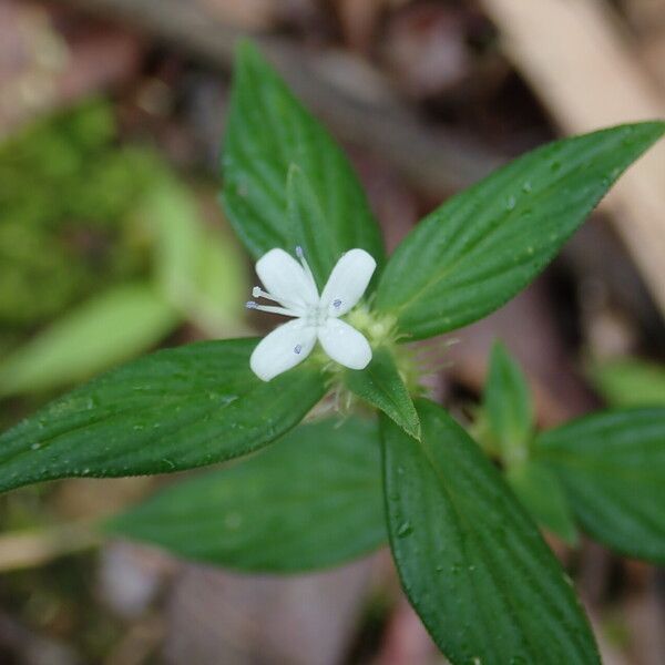 Spermacoce princeae Blomst