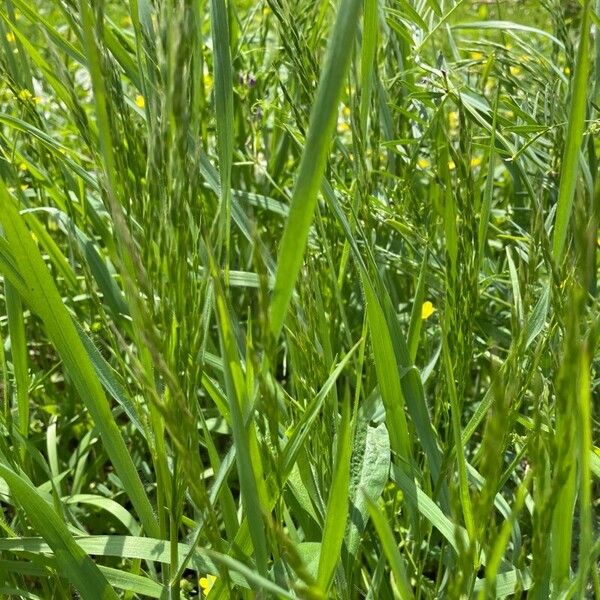 Bromus hordeaceus Leaf