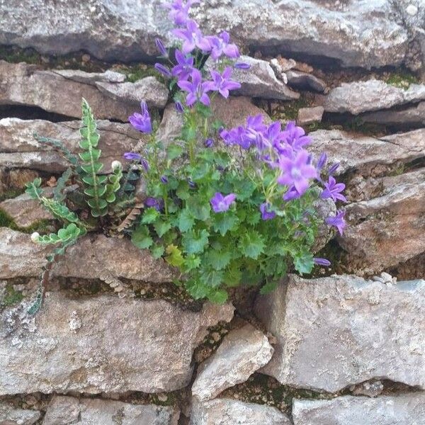 Campanula poscharskyana Virág