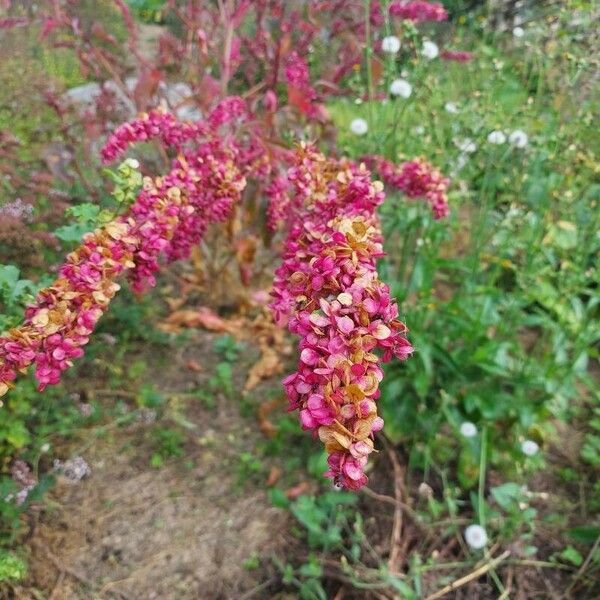 Atriplex hortensis Flower