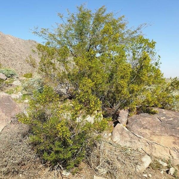 Larrea tridentata Агульны выгляд