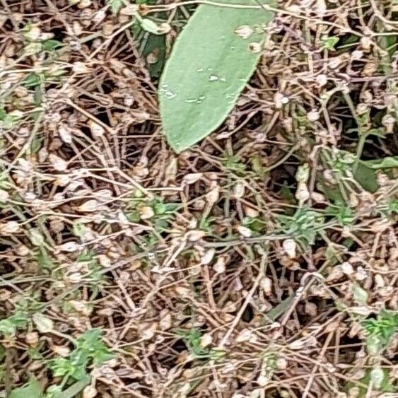 Arenaria serpyllifolia 花