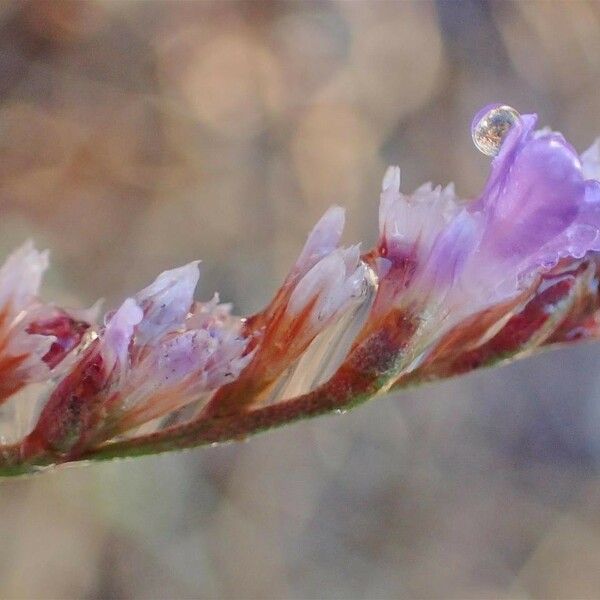 Limonium narbonense Kvet