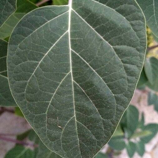 Datura metel Ліст