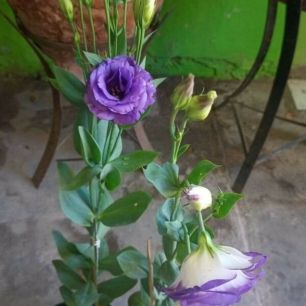 Eustoma russellianum Flower