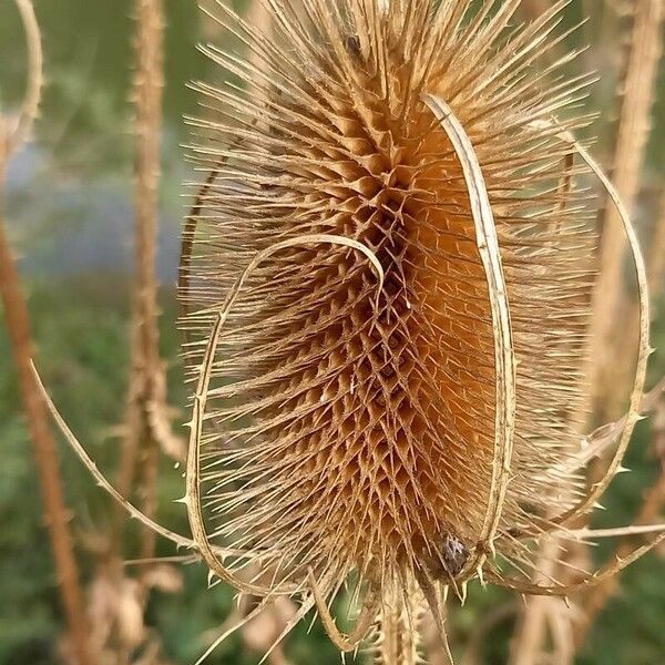 Dipsacus fullonum Плід