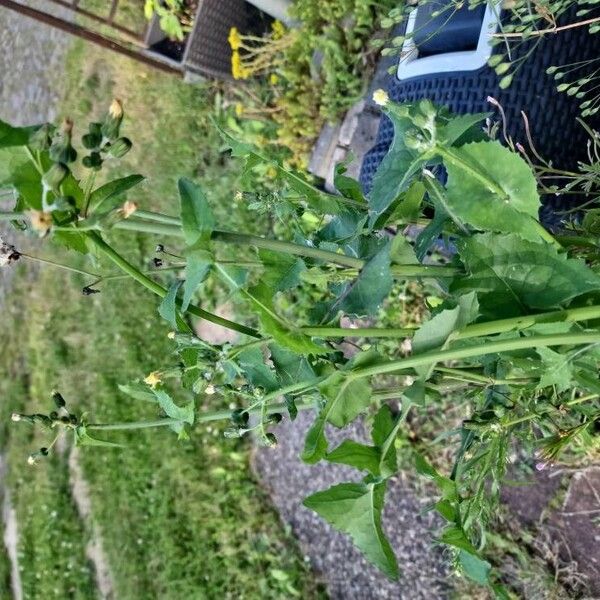 Sonchus asper Blatt