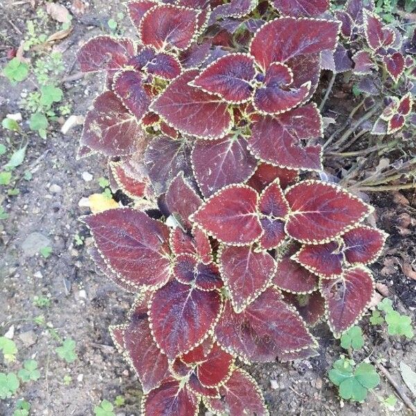 Coleus scutellarioides Leaf