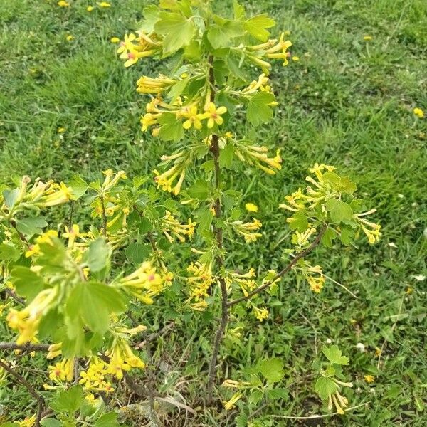 Ribes aureum Flower