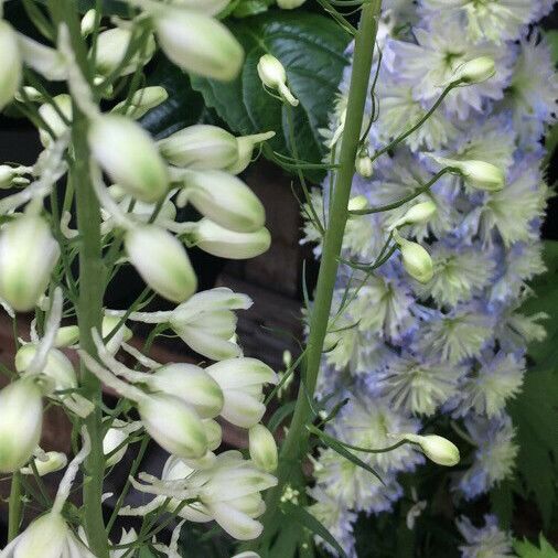 Delphinium elatum Floare