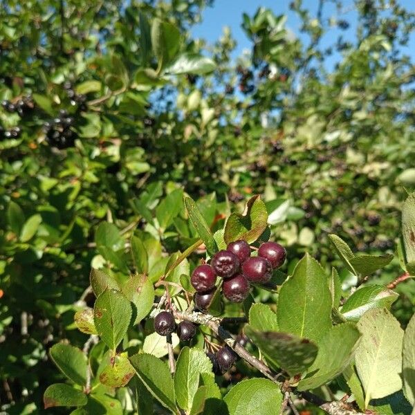 Aronia melanocarpa Ovoce