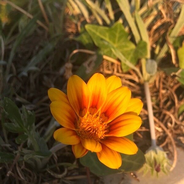 Gazania linearis Цветок