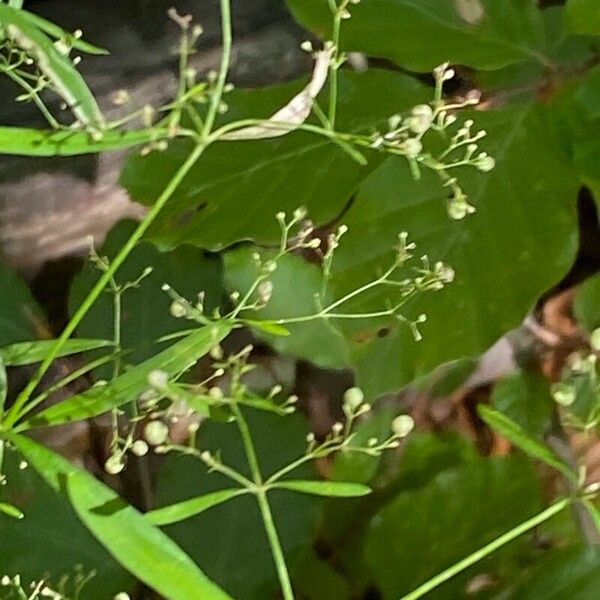 Galium aristatum Fruto