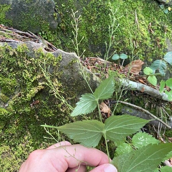 Veronica urticifolia Fleur