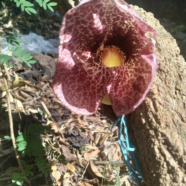 Aristolochia littoralis Λουλούδι