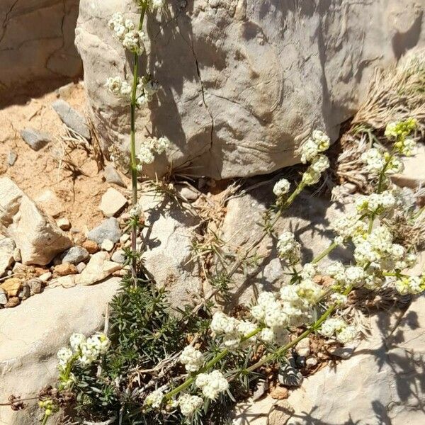 Galium lucidum Хабит