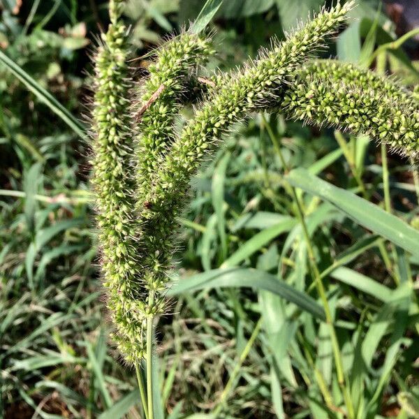 Setaria verticillata 果