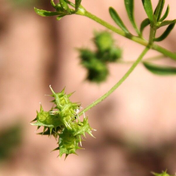 Ranunculus arvensis Frutto