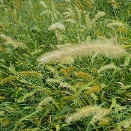 Setaria parviflora Цветок