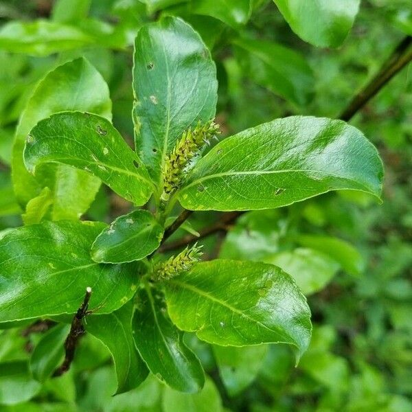 Salix glabra 葉