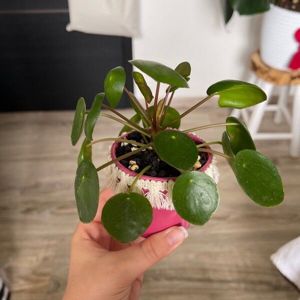 Pilea peperomioides পাতা