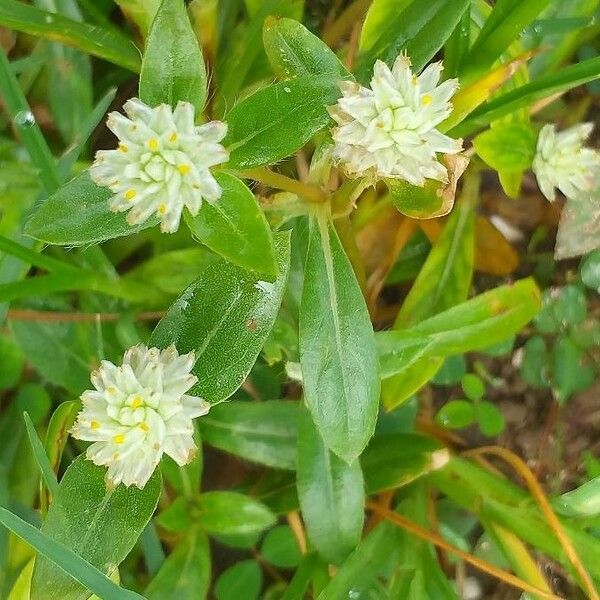 Gomphrena serrata Hoja