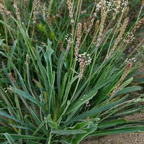 Plantago albicans Hábito