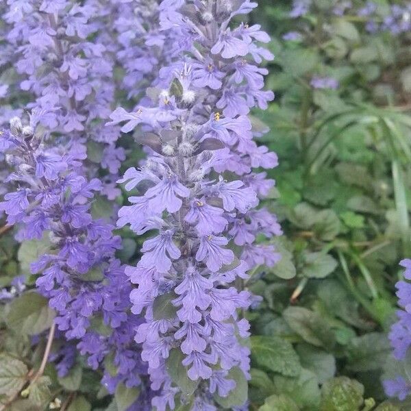 Ajuga genevensis Flower