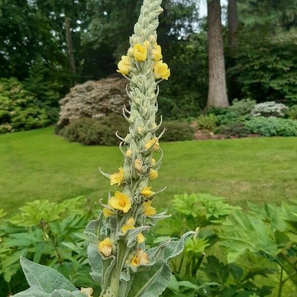 Verbascum phlomoides Цвят