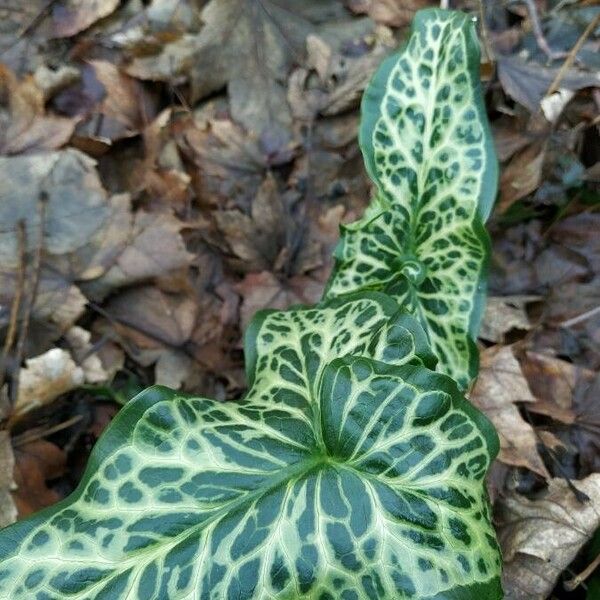 Arum italicum Blatt