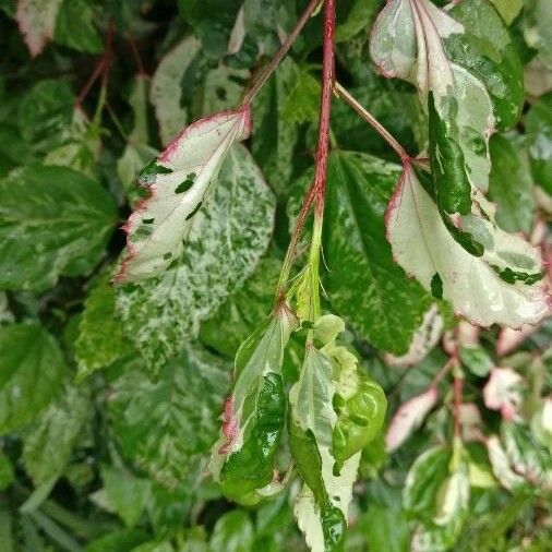 Hibiscus rosa-sinensis 葉