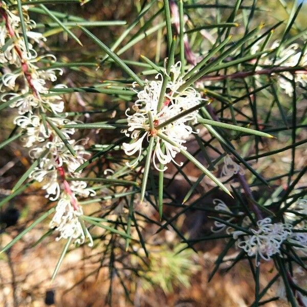 Hakea sericea Flower