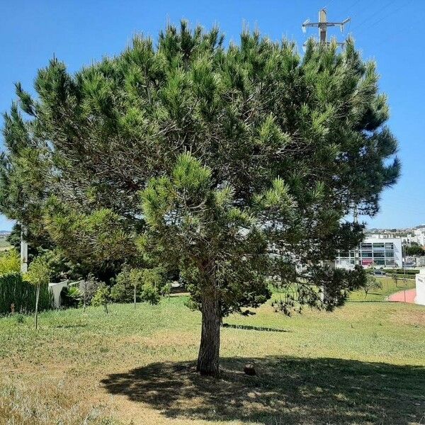 Pinus pinea Habit