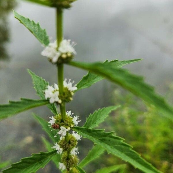 Lycopus uniflorus Flower