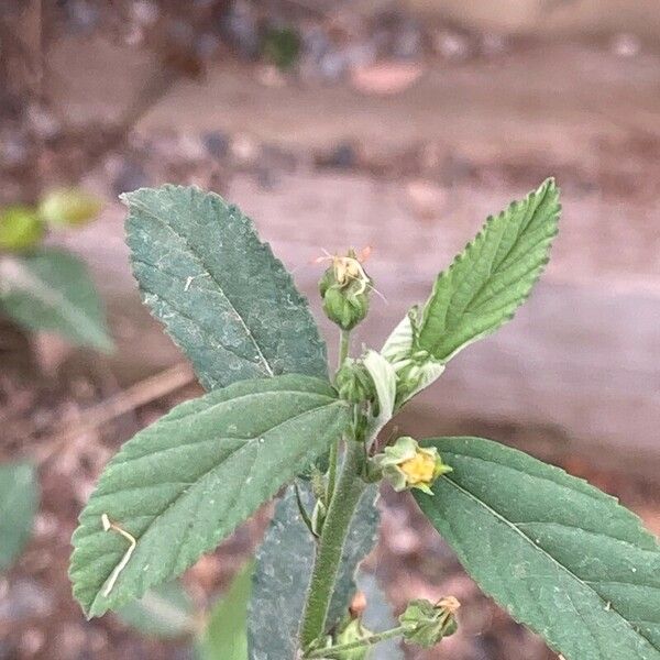 Sida rhombifolia Flower