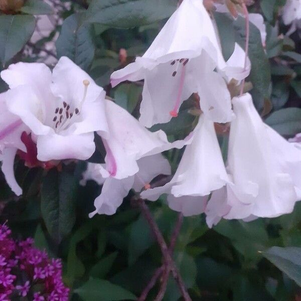 Rhododendron edgeworthii