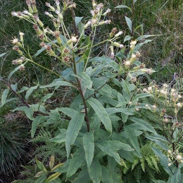 Senecio cacaliaster عادت داشتن