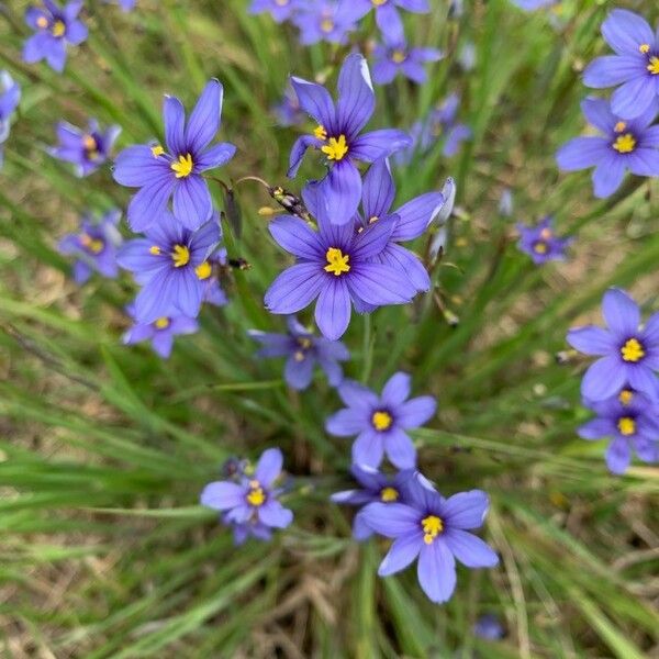 Sisyrinchium angustifolium Flower