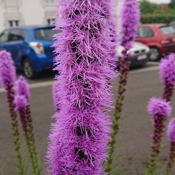 Liatris pycnostachya Flower