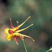 Aquilegia desertorum Fiore