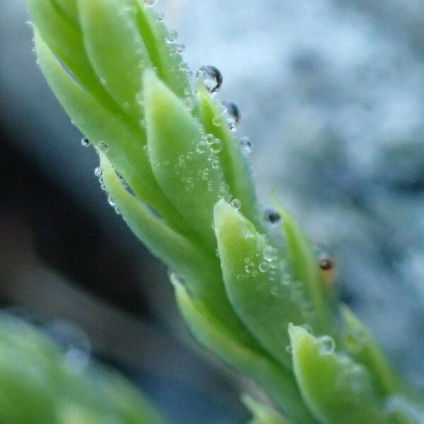 Lycopodium alpinum Ffrwyth